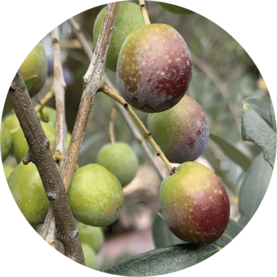 olio_evo_dop_img_benefici